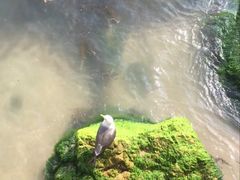 -海驴岛(荣成市)