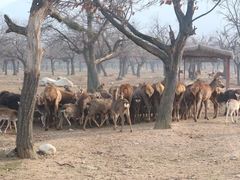 -西安秦岭野生动物园
