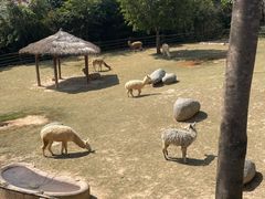 -泉州海丝野生动物世界