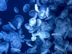 -长春中泰海洋世界