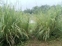 -桤木河湿地公园