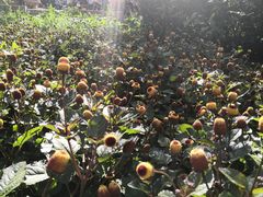 -黑龙江省森林植物园
