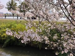 -羊山湖公园