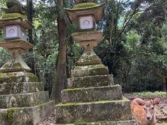 -奈良公园