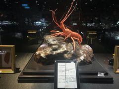 -绮丽珊瑚(台北101旗舰门市店)