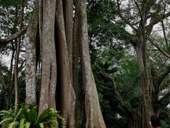 -瑞丽独树成林风景区