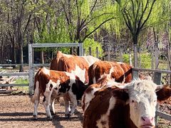 -圣露庄园·露营·烤肉·亲子