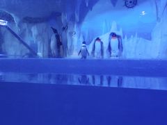 -多彩贵州城极地海洋世界