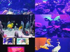 -烟台海昌鲸鲨海洋公园