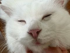 -有猫主题·治愈系猫咖(曾厝垵店)