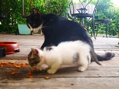 -海边的猫和咖啡馆