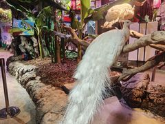 -正佳雨林生态植物园
