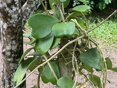 -中国科学院西双版纳热带植物园
