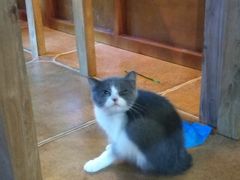 -李小姐の猫咖啡馆(五角场店)