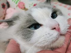 -momokira米努特·德文卷毛猫·棉花面纱犬