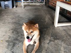 -柴犬高等学院·狗咖·柴犬售卖·宠物训练