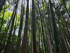 -上海佘山国家森林公园天马山园