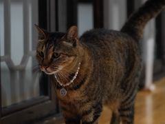 -猫的天空之城概念书店(杭州南宋御街店)