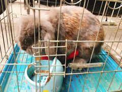 -志龙皇冠吃货椰子铺