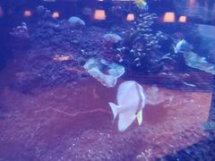 -OPEN開全日自助餐厅·牛肉火锅·海鲜(佛山希尔顿酒店)