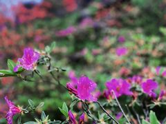 -玉苍山国家森林公园
