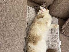 -猫抓烤肉(春熙路店)