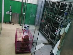 -半岛宠物医院24小时(科华中路店)