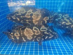 -连鹭海鲜·海肠捞饭·海胆饭(星海店)