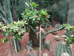 -呀路古热带植物园