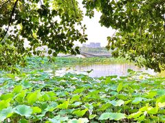 -济南大明湖景区