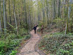 -镇江市南山风景名胜区竹林景区