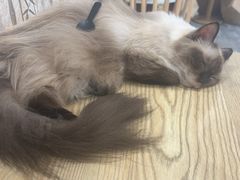 -楼上猫咖(罗湖店)