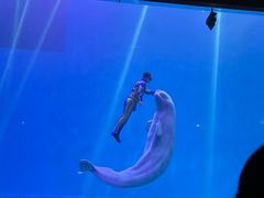 -芜湖新华联大白鲸海洋公园