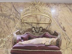 -more than meow吴止猫主题餐厅(承德 中船汇店)