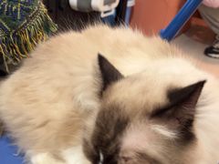 -平行世界·猫咖(首经贸店)