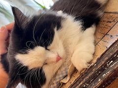 -共舞时光猫咖·狗咖(新街口店)