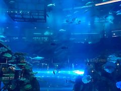 -迪拜水族馆及水下动物园