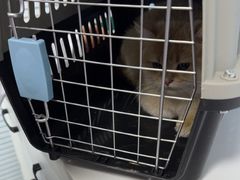 -瑞派福兴宠物医院犬猫全科·骨科·中西医结合(河东店)