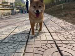 -美联众合动物医院·24h转诊中心