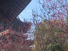 -杭州半山国家森林公园