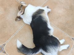 -Let's go狗咖·猫咖·奶狗·桌游(春熙路IFS店)