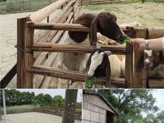 -洪湖家庭农场·团建·露营·会议