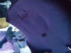 -暹罗海洋世界