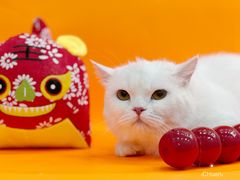 -1013 PET SHOP精品宠物商店(丁香店)
