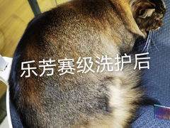 -汪小喵宠物·戴维斯乐芳希施宠馨宝皮毛调理洗护店