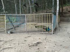 -天台国家森林公园水上茶乡九鹏溪
