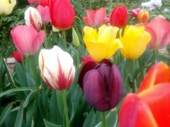 android_upload_pic-洛阳郁金香牡丹园