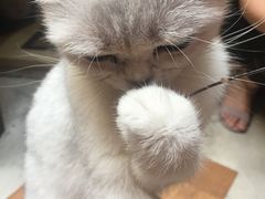 -猫色咖啡·猫咖