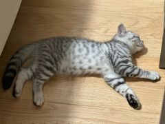 -瑞派福兴宠物医院犬猫全科·骨科·中西医结合(河东店)