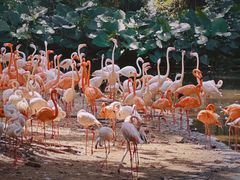 -广州长隆野生动物世界